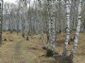 Betula pendula